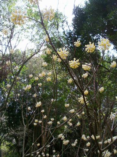 「泉自然公園」の花々（３）_e0025300_11215934.jpg