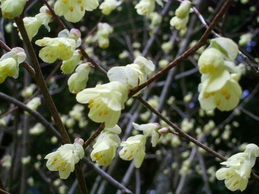 「泉自然公園」の花々（３）_e0025300_11261371.jpg