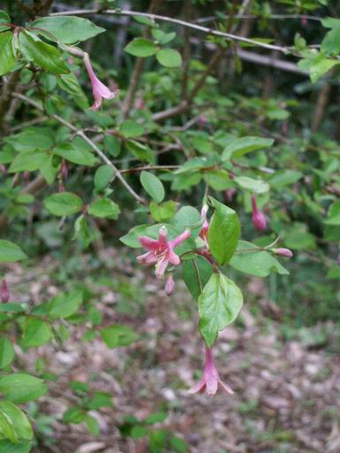 「泉自然公園」の花々（３）_e0025300_11282965.jpg