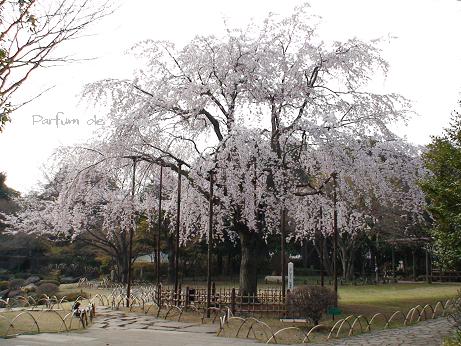 枝垂桜♪_d0087503_23545616.jpg