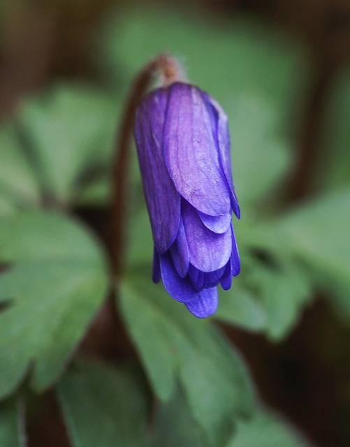 イチゲ(一華)の仲間 『菊咲一華』 : ☆ 野草デジカメ日記☆ イチゲ(一華)の仲間 『菊咲一華』 : ☆ 野草デジカメ日記☆