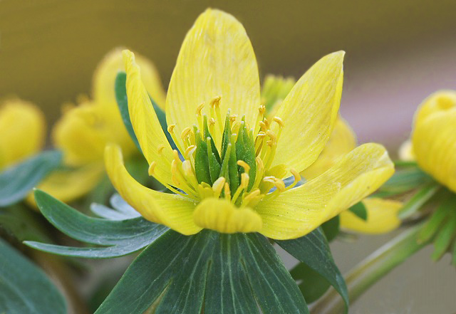 イチゲ(一華)の仲間 『菊咲一華』 : ☆ 野草デジカメ日記☆ イチゲ(一華)の仲間 『菊咲一華』 : ☆ 野草デジカメ日記☆