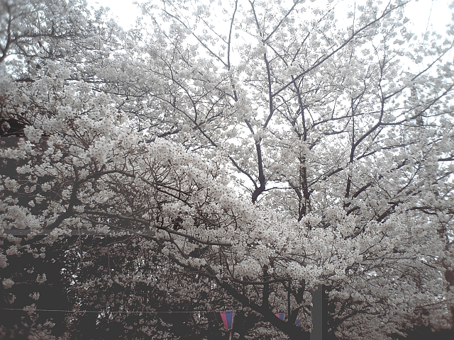 a0006605_21233991.gif
