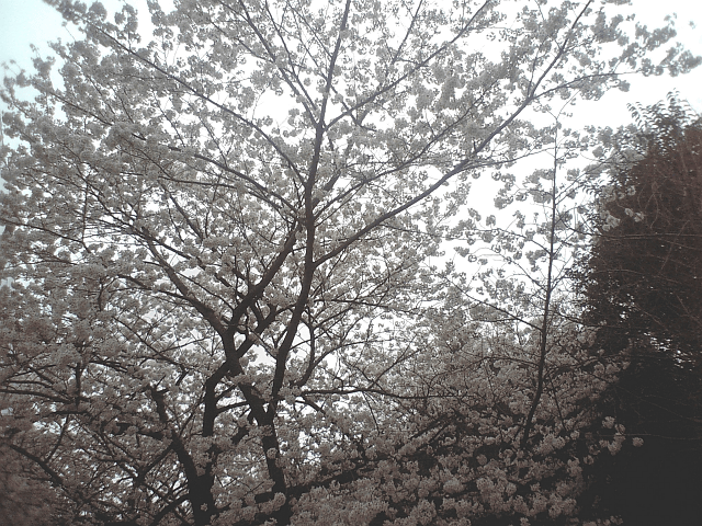 a0006605_21235758.gif