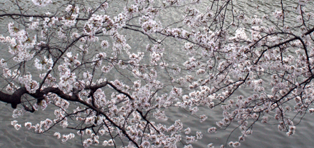 桜_e0084214_013476.jpg