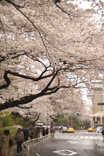 \'08春　桜の季節　四谷の土手の桜　～東京都千代田区～_c0055515_23232555.jpg