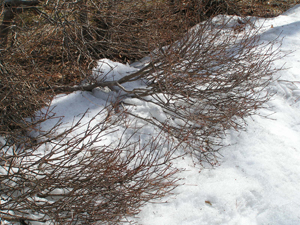 c0048023_1626157.jpg