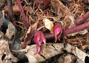 c0048023_16284664.jpg