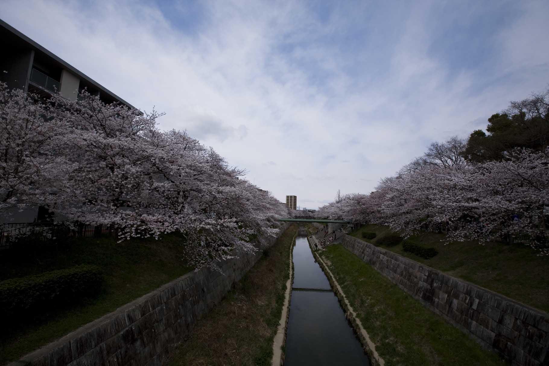 山崎川 四季の道_c0097723_938120.jpg