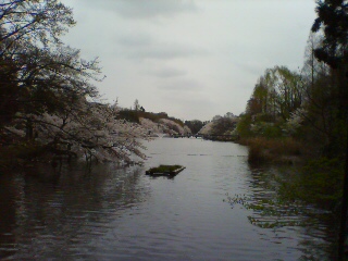 井の頭公園桜開花状況其の参_e0098223_15281966.jpg