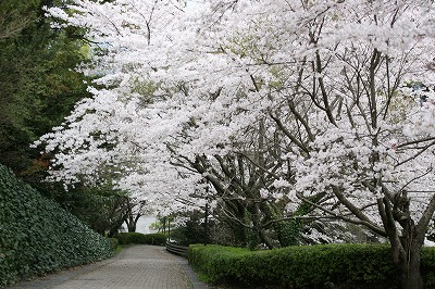 桜満開_e0127927_1363274.jpg