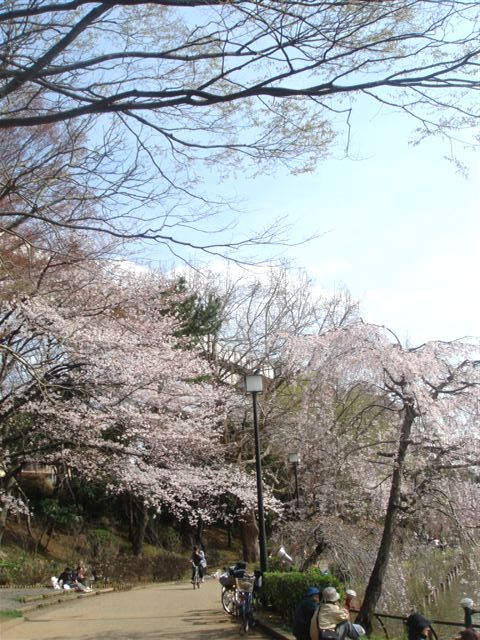 お花見弁当～千葉公園へ行きました～_b0102728_109386.jpg