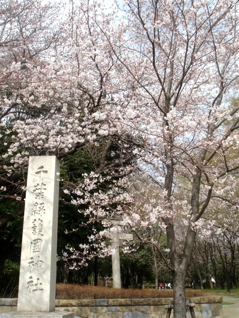 お花見弁当～千葉公園へ行きました～_b0102728_9593752.jpg