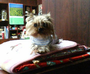 a0090729_94284.jpg