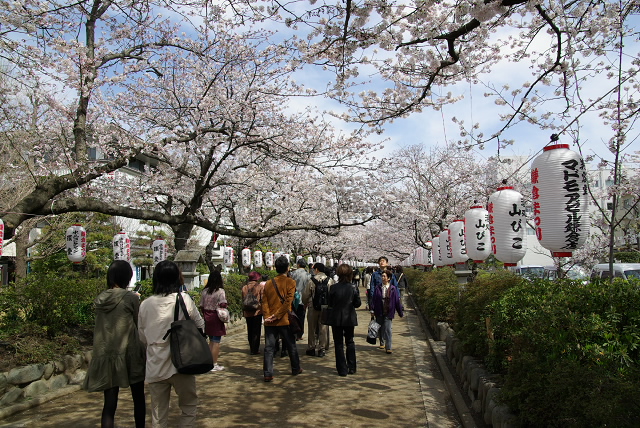 桜　その２_d0108029_2314093.jpg