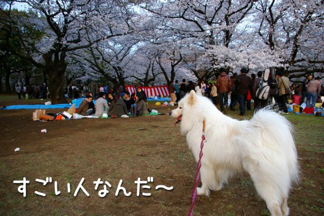 桜とモフモフ_c0062832_19304365.jpg