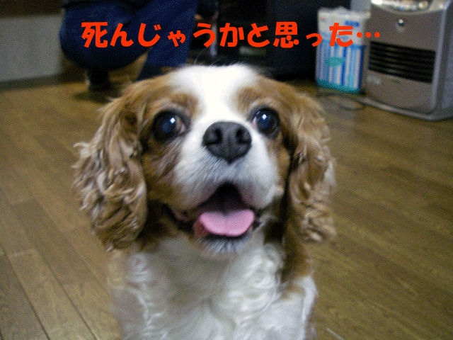 c0136838_0335199.gif