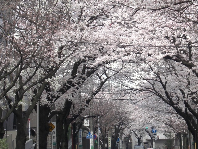 桜が　満開です。_e0054438_1435367.jpg