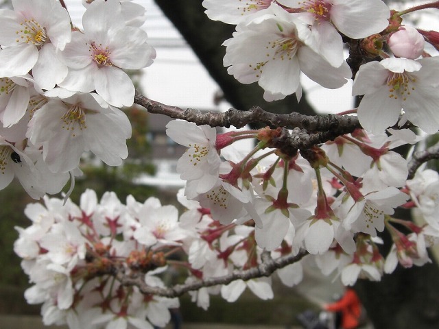 桜が　満開です。_e0054438_14354389.jpg