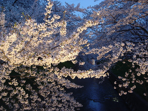 桜の季節に②　_f0073639_22173891.jpg