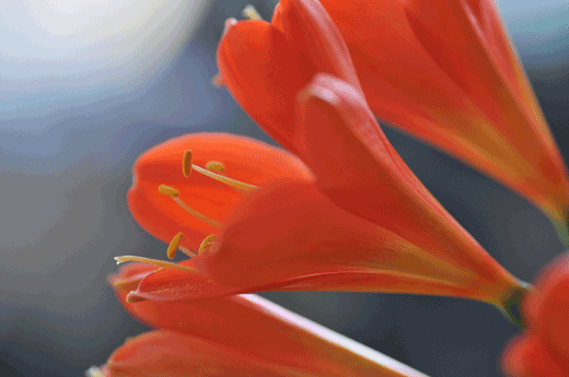 c0093046_9212525.gif