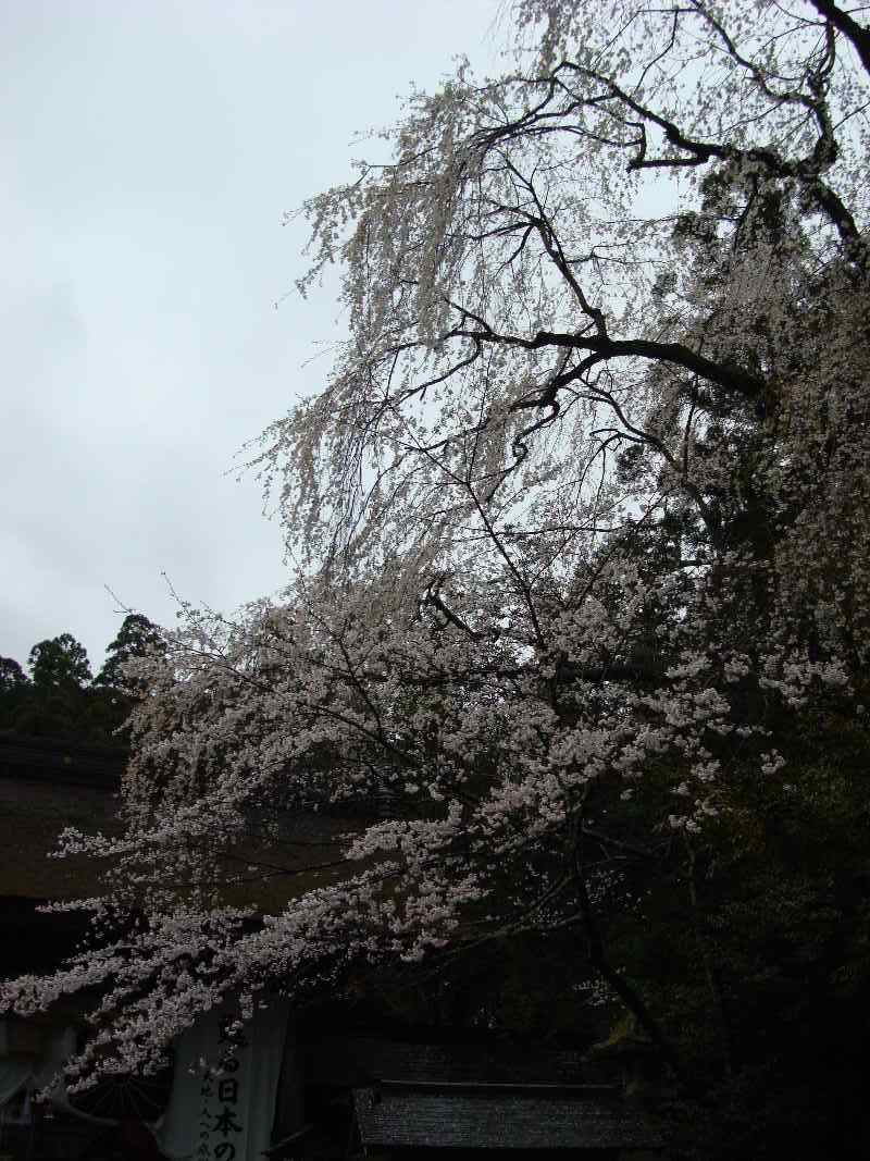 熊野本宮大社の枝垂れ桜_e0111346_1551529.jpg