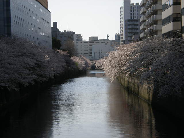 桜と札幌の、、_e0128948_1046036.jpg