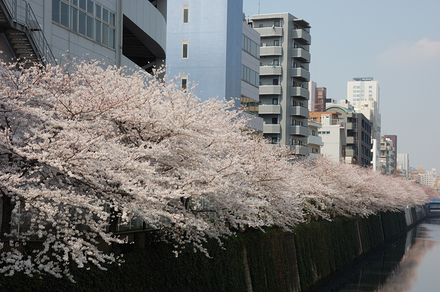 目黒川の桜_b0030558_148245.jpg