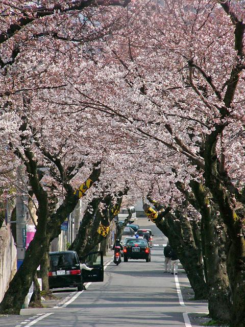 摩耶ケーブル下の桜のトンネル たんぶーらんの戯言 摩耶ケーブル下の桜のトンネル たんぶーらんの戯言