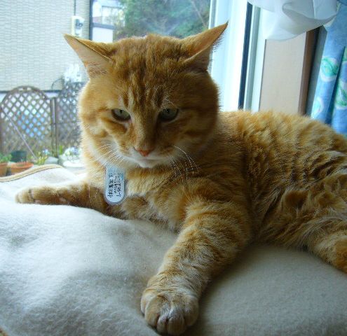2008年3月30日(日)どっちが可愛い?_f0060461_2016713.jpg