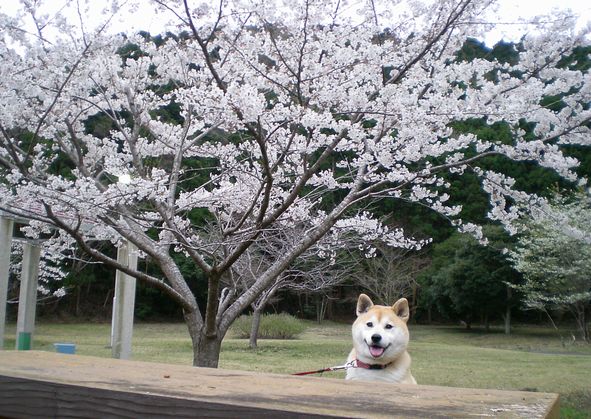 ３月２９日（土）春なのね～　♪_f0060461_833033.jpg