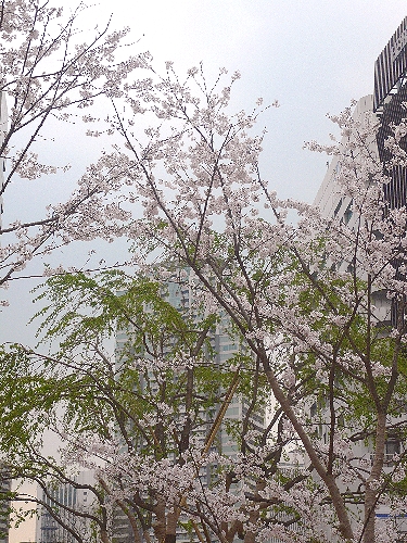 赤阪サカスakasakaＳＡＫＡＳＵの桜。。。.ﾟ｡*･｡♡♬_a0053662_11114946.jpg