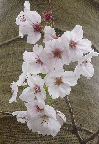 赤阪サカスakasakaＳＡＫＡＳＵの桜。。。.ﾟ｡*･｡♡♬_a0053662_11212138.jpg