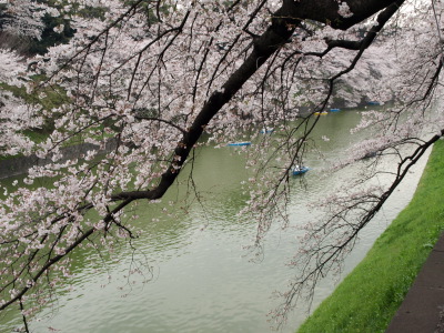 桜咲く_e0126063_20261475.jpg