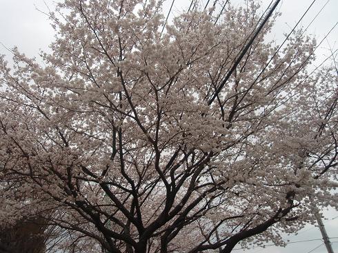 桜も見納め_c0151866_16465135.jpg