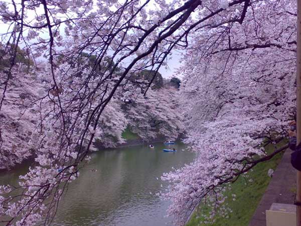 花の東京_c0025167_2042563.jpg