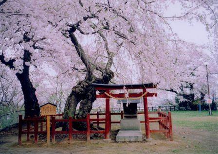 春、さくらの弘前へ ~ぐるり!弘前さくら名所~_d0131668_16581248.jpg