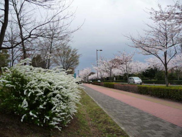 桜・桜・桜2008！_d0150568_1652247.jpg