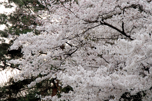 b0130569_056599.jpg