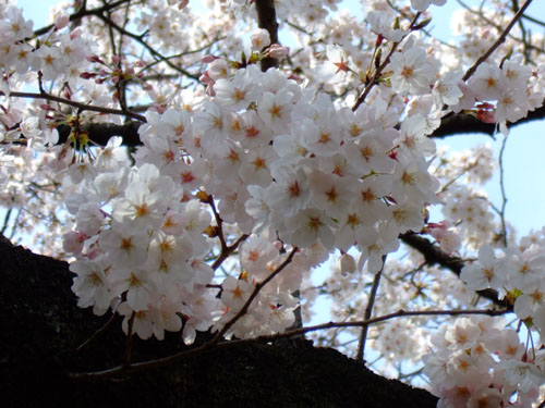 《野毛山公園》で桜に出会う_c0143972_1015396.jpg