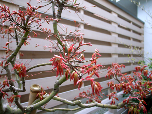 春の芽吹き_d0141173_17242855.jpg