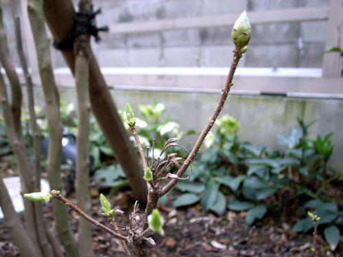 春の芽吹き_d0141173_17244993.jpg