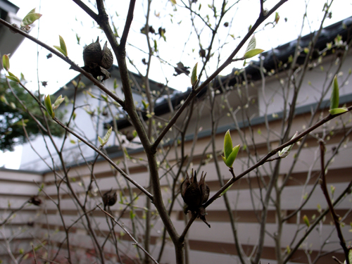春の芽吹き_d0141173_1724977.jpg