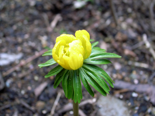春の芽吹き_d0141173_1725657.jpg