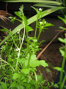 タネツケバナ(種漬花)_c0085874_11354473.jpg