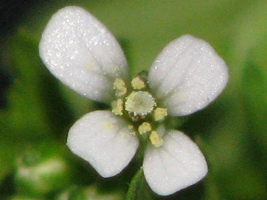 タネツケバナ(種漬花)_c0085874_1139483.jpg