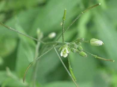 タネツケバナ(種漬花)_c0085874_11402792.jpg