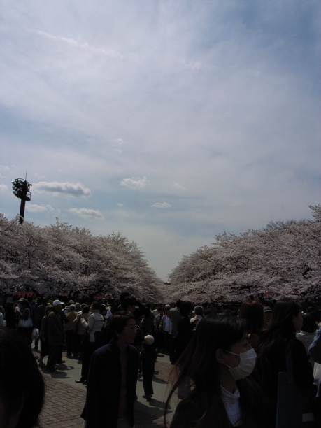 昼桜_d0148774_021314.jpg