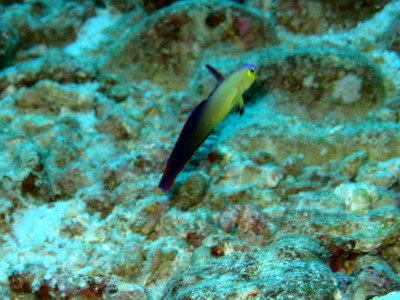 2008/03/24(月) - 1 Dive　No.503 - Western Ridge　[Koh Bon]_a0002177_19143127.jpg