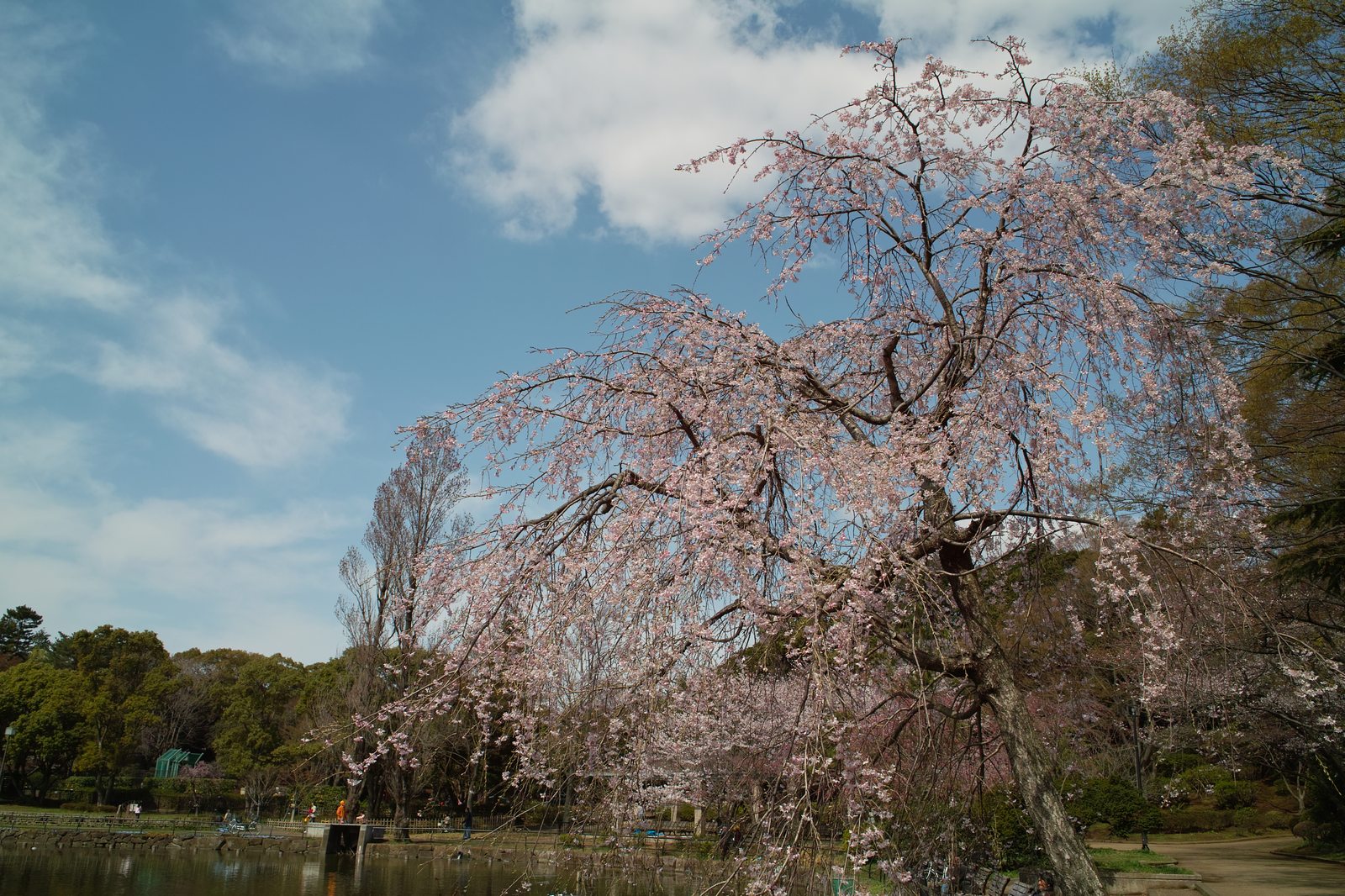 千葉公園の桜_e0071178_1005655.jpg